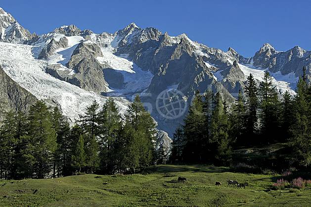 aa042122GE depuis le col checrouit, tour ronde, aiguille d'entrèves, glacier et aiguille de la brenva, tour de jétoula, Europe, EEC, horse, glacier, tree, fauna, middle mountain, landscape (Italy).