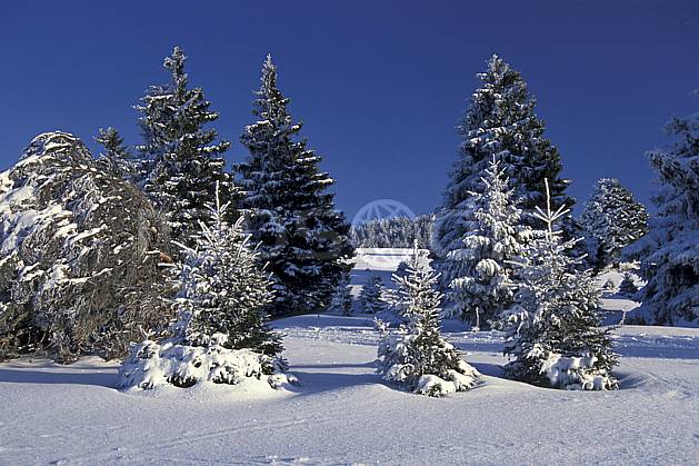 aa0514-01LE : Sapin enneigé, Le Semnoz, Haute-Savoie, Alpes. Europe, CEE, ciel bleu, C02, C01 arbre, moyenne montagne, paysage, Annecy 2018 (France).
