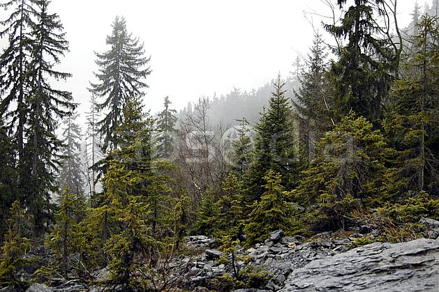 aa051553LE : Plaine Joux, Haute-Savoie, Alpes. Europe, CEE, brouillard, mauvais temps, C02, C01, pluie, sapin arbre, forêt, moyenne montagne, paysage, Annecy 2018 (France).