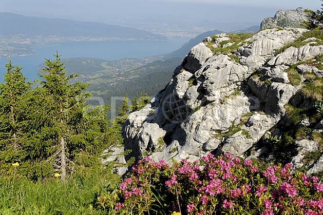 aa062520LE : Rhododendrons et lac d'Annecy depuis la Tournette, Haute-Savoie, Alpes. Europe, CEE, fleur, C02, C01 Annecy 2018, arbre, flore, lac, moyenne montagne, paysage (France).