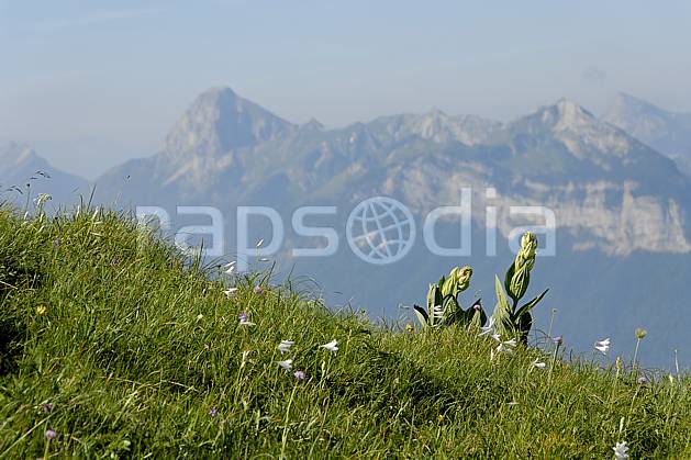 aa062521LE : Gentianes jaunes et massif des Bauges depuis la Tournette, Haute-Savoie, Alpes. Europe, CEE, fleur, C02, C01 Annecy 2018, flore, moyenne montagne, paysage (France).