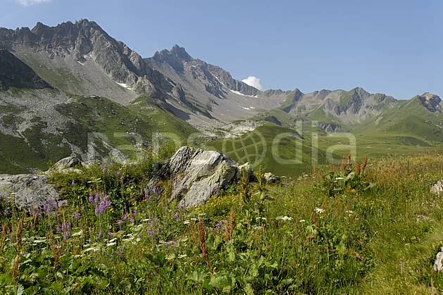 aa062964LE : Cormet de Roselend, Beaufortain, Savoie, Alpes. Europe, CEE, fleur, C02, C01, alpage moyenne montagne, paysage (France).
