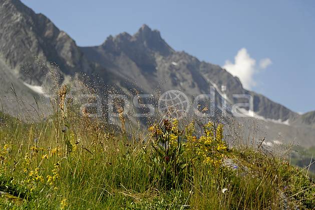 aa062969LE : Cormet de Roselend, Beaufortain, Savoie, Alpes. Europe, CEE, fleur, C02, C01 moyenne montagne, paysage (France).