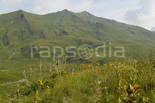 aa062971LE : Cormet de Roselend, Beaufortain, Savoie, Alpes. Europe, CEE, fleur, C02, C01 moyenne montagne, paysage (France).