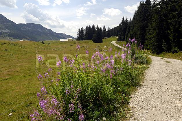 aa062994LE : Plateau des Glières, Notre Dame des Neiges, épilobes, Haute-Savoie, Alpes. Europe, CEE, fleur, sentier, route, sentier, alpage, champ, ferme, C02, C01 environnement, forêt, habitation, moyenne montagne, paysage, Annecy 2018 (France).