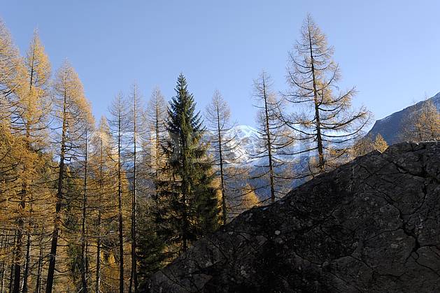 aa063628LE : Col des Montets, vallée de Chamonix, Massif du Mont Blanc, Haute-Savoie, Alpes. Europe, CEE, C02, C01, épicéa arbre, forêt, moyenne montagne, paysage, Annecy 2018 (France).