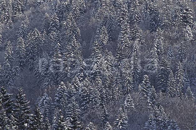 aa0697-22LE : Forêt enneigée, Bords du lac d'Annecy, Haute-Savoie, Alpes. Europe, CEE, sapin, C02, C01 arbre, forêt, moyenne montagne, paysage, textures et fonds, Annecy 2018 (France).