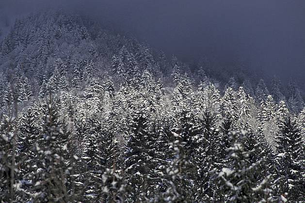 aa0697-23LE : Forêt enneigée, Bords du lac d'Annecy, Haute-Savoie, Alpes. Europe, CEE, sapin, C02, C01 arbre, forêt, moyenne montagne, paysage, Annecy 2018 (France).