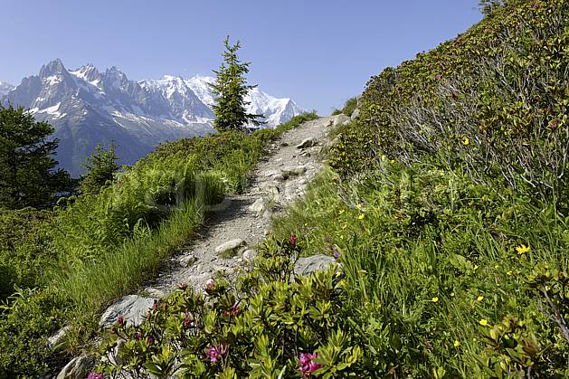 aa071456LE : Sentier du balcon sud et rhododendrons, massif du Mont Blanc, Aiguilles Rouges, Chamonix, Alpes. Europe, EEC, flower Annecy 2018, tree, flora, middle mountain, landscape (France).