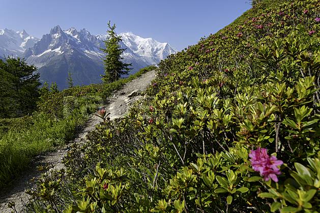 aa071458LE : Sentier du balcon sud et rhododendrons, massif du Mont Blanc, Aiguilles Rouges, Chamonix, Alpes. Europe, CEE, fleur, C02 Annecy 2018, arbre, flore, moyenne montagne, paysage (France).