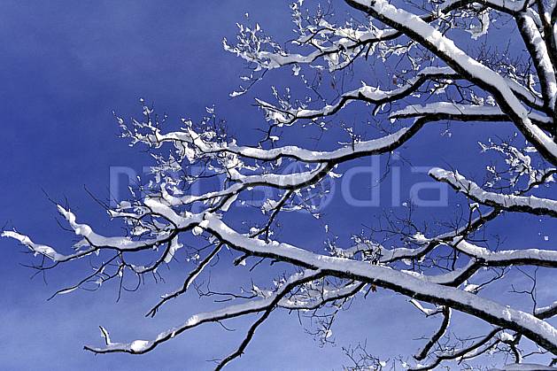 aa1078-11LE : Branche. Europe, CEE, ciel bleu, C02, C01 arbre, gros plan (France).