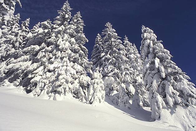 aa1082-05LE : Haute-Savoie, Alpes. Europe, CEE, ciel bleu, sapin, C02, C01 arbre, forêt, gros plan, moyenne montagne, paysage, Annecy 2018 (France).