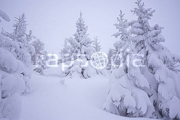 aa2123-06LE : La Clusaz, Haute-Savoie, Alpes. Europe, CEE, brouillard, mauvais temps, sapin, froid, C02, C01 arbre, Annecy 2018 (France).