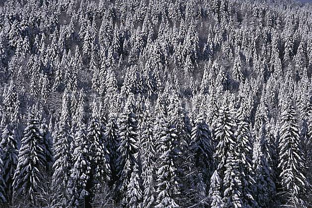 aa2334-13LE : Forêt, Jura, Alpes. Europe, CEE, sapin, C02, C01 arbre, forêt, moyenne montagne, paysage, textures et fonds (France).