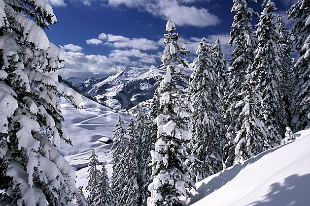 aa2410-23LE : Les Contamines, Haute-Savoie, Alpes. Europe, CEE, ciel nuageux, sapin, C02, C01 Annecy 2018 (France).
