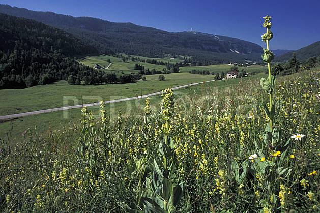 aa2451-06LE : Vallée de la Valserine, Monts Jura, Ain, Alpes. Europe, CEE, champ, vallée, route, fleur, C02, C01 environnement, flore, forêt, habitation, moyenne montagne, paysage (France).