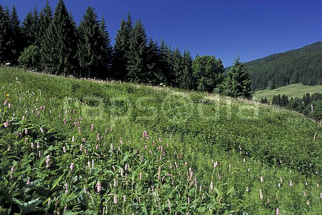aa2452-07LE : Vallée de la Valserine, Monts Jura, Ain, Alpes. Europe, CEE, champ, fleur, C02, C01 arbre, forêt, moyenne montagne, paysage (France).