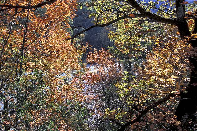 aa2572-24LE : Gorges du Verdon, Sentier Martel, Var. Europe, CEE, branche, feuille, C02, C01 arbre, forêt, gros plan, moyenne montagne, paysage (France).