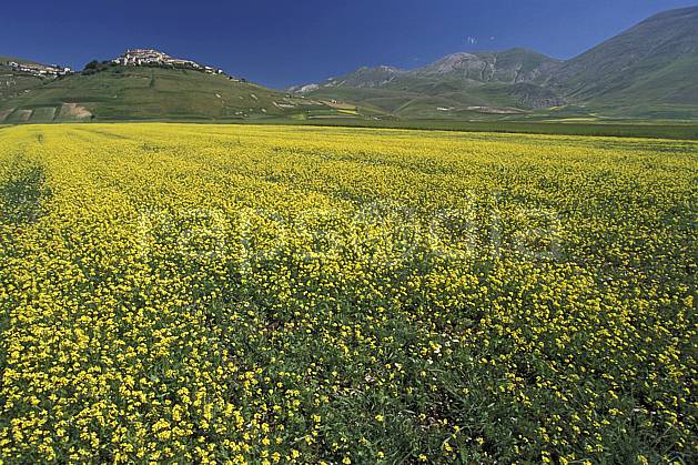 aa2696-18LE : Castellucio di Norcia. Europe, CEE, champ, ciel bleu, fleur, C02, C01 moyenne montagne, paysage (Italie).