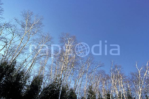 aa3099-06LE : Forêt Québécoise. Amérique du nord, Amérique, C02, C01 arbre, forêt, moyenne montagne, paysage, voyage aventure (Canada Québec).