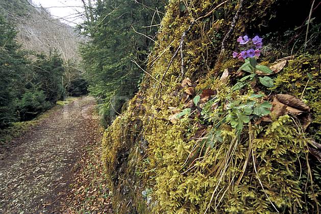 aa3129-20LE : La Gourgue d'Asque, Pyrénées, Alpes. Europe, EEC, footpath, road, leaf, moss, under wood, flower, violet environment, flora, forest, middle mountain, landscape, transportation (France).