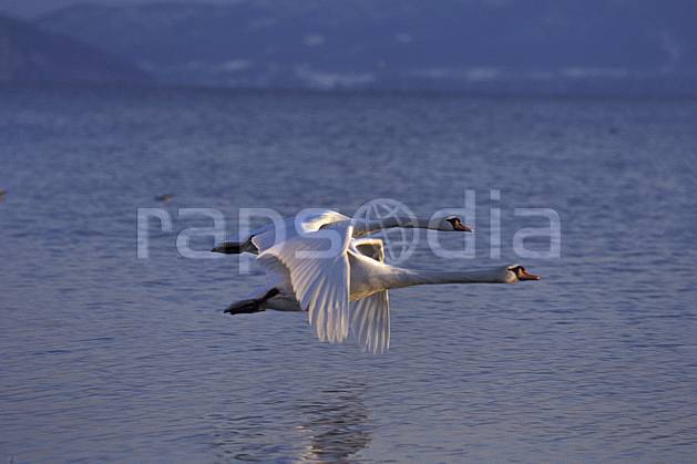 ac0097-35LE : Cygnes en vol au dessus du Lac d'Annecy, Haute-Savoie, Alpes. Europe, CEE, cygne, voler, C02, C01 couple, faune, lac, Annecy 2018 (France).