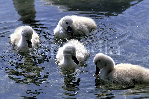 ac0275-29LE : Jeunes cygnes, Lac d'Annecy, Haute-Savoie. Europe, CEE, cygne, bébé, oiseau, C02, C01 enfant, faune, lac, Annecy 2018 (France).
