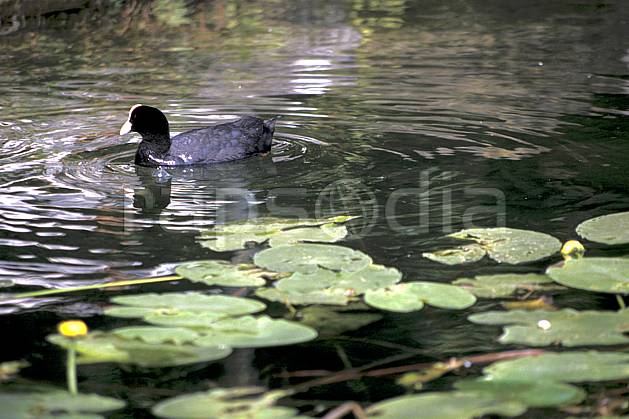 ac0296-05LE : Poule d'eau dans les nénuphars, Lac d'Annecy, Haute-Savoie. Europe, CEE, canard, nénuphar, C02, C01 Annecy 2018, faune, flore, lac (France).