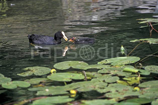 ac0296-06LE : Poule d'eau et son jeune dans les nénuphars, Lac d'Annecy, Haute-Savoie. Europe, CEE, canard, nénuphar, C02, C01 Annecy 2018, faune, flore, lac (France).