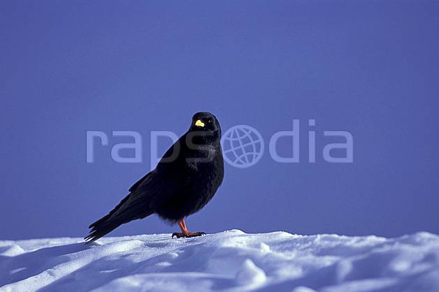 ac0386-12LE : Chocard, Haute-Savoie, Alpes. Europe, CEE, ciel bleu, oiseau, C02, C01 faune, moyenne montagne, Annecy 2018 (France).