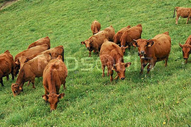 ac042734LE : Troupeau de vaches dans le Beaufortain, Savoie, Alpes. Europe, CEE, alpage, vache, troupeau, herbe, C02, C01 faune, moyenne montagne, paysage (France).