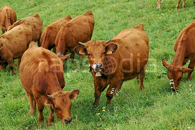 ac042735LE : Troupeau de vaches dans le Beaufortain, Savoie, Alpes. Europe, CEE, alpage, vache, troupeau, herbe, C02, C01 faune, moyenne montagne, paysage (France).