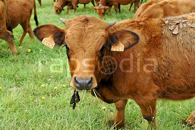 ac042737LE : Troupeau de vaches dans le Beaufortain, Savoie, Alpes. Europe, CEE, alpage, vache, troupeau, C02, C01 faune, gros plan, moyenne montagne, paysage (France).