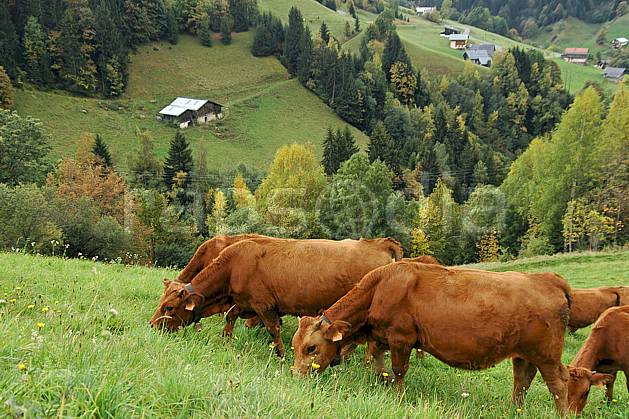 ac042740LE : Troupeau de vaches dans le Beaufortain, Savoie, Alpes. Europe, CEE, alpage, vache, troupeau, herbe, C02, C01 faune, moyenne montagne, paysage (France).