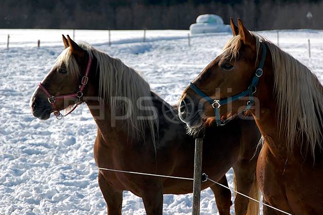 ac050615LE : Chevaux. Europe, CEE, cheval, C02, C01 faune, gros plan (Allemagne).