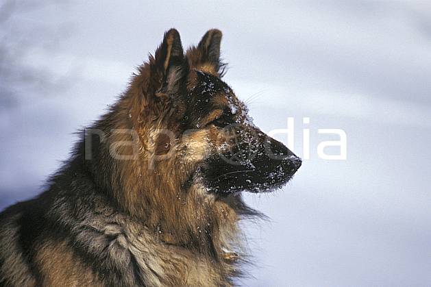 ac0537-08LE : Chien. Europe, CEE, chien, poudreuse, C02, C01 (France).