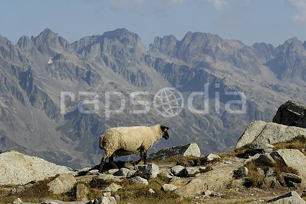 ac055573LE : Plan de l'Aiguille, les Aiguilles Rouges en arrière-plan, Haute-Savoie, Alpes. Europe, CEE, mouton, chaine de montagnes, C02, C01 faune, moyenne montagne, paysage, Annecy 2018 (France).