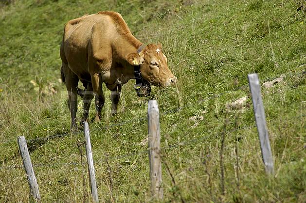 ac055735LE : Vache en alpage, Alpes. Europe, cloche, champ, alpage, champ, C02, C01 faune, moyenne montagne (Suisse).