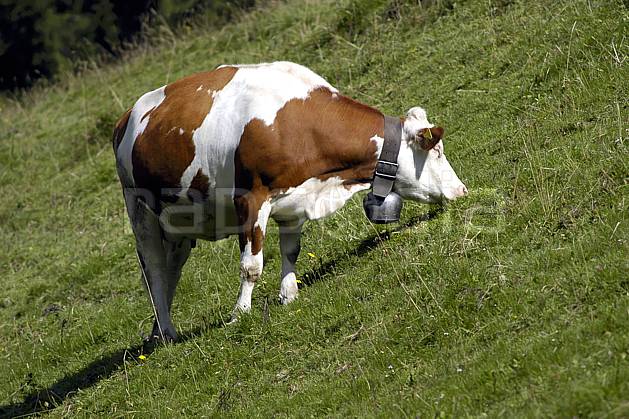 ac055736LE : Vache en alpage, Alpes. Europe, cloche, champ, alpage, C02, C01 faune, moyenne montagne (Suisse).