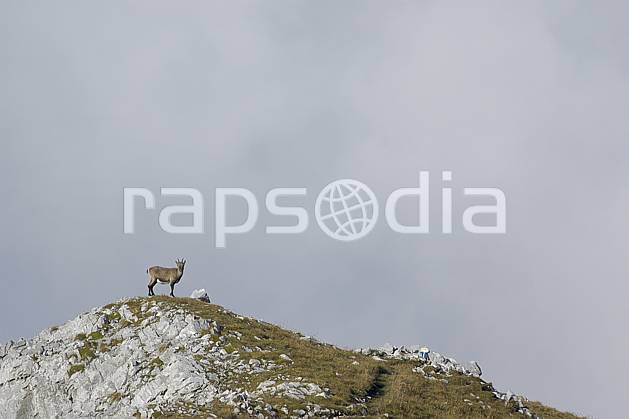 ac055756LE : Bouquetin, Videmanette, Alpes. Europe, sommet, bouquetin, C02, C01 faune, moyenne montagne, nuage, paysage (Suisse).