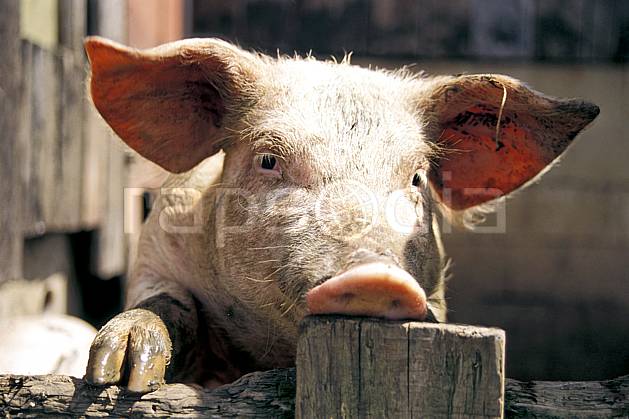 ac0584-34LE : Cochon. Europe, CEE, ferme, campagne, cochon, C02, C01 faune, gros plan, portrait (France).