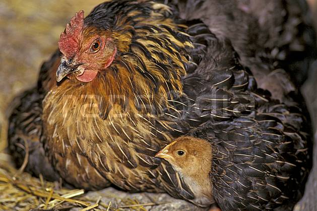 ac0585-02LE : Poule et poussin. Europe, CEE, basse cour, poule, poussin, ferme, campagne, C02, C01 faune (France).