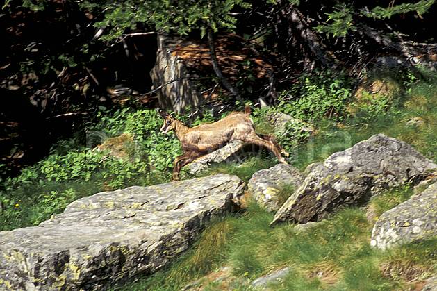 ac0603-15LE : Chamois, Grand Paradis, Alpes. Europe, CEE, chamois, herbe, C02, C01 faune, moyenne montagne, saut (Italie).