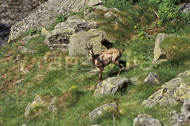 ac0603-16LE : Chamois, Grand Paradis, Alpes. Europe, CEE, chamois, herbe, C02, C01 faune, moyenne montagne (Italie).