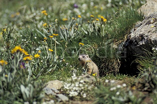 ac0604-04LE : Marmotte, Grand Paradis, Alpes. Europe, CEE, fleur, herbe, marmotte, C02, C01 faune, flore, moyenne montagne (Italie).