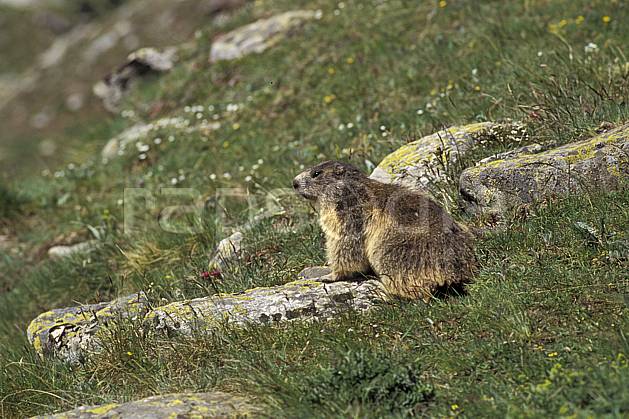 ac0604-19LE : Marmotte, Grand Paradis, Alpes. Europe, CEE, herbe, marmotte, C02, C01 faune, moyenne montagne (Italie).