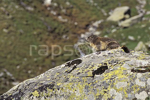 ac0604-24LE : Marmotte, Grand Paradis, Alpes. Europe, CEE, marmotte, C02, C01 faune, moyenne montagne (Italie).