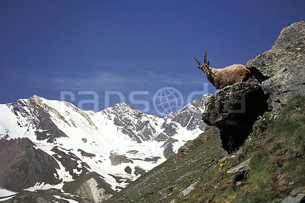 ac0605-04LE : Bouquetin, Grand Paradis, Alpes. Europe, CEE, bouquetin, ciel bleu, corne, C02, C01 faune, moyenne montagne, paysage (Italie).