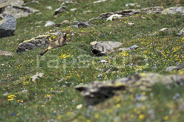 ac0606-19LE : Marmotte, Grand Paradis, Alpes. Europe, CEE, fleur, herbe, marmotte, C02, C01 faune, flore, moyenne montagne (Italie).