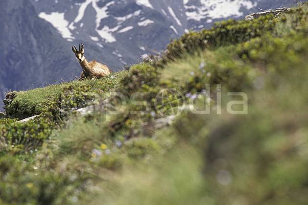 ac0607-03LE : Chamois, Grand Paradis, Alpes. Europe, CEE, chamois, herbe, C02, C01 faune, moyenne montagne (Italie).